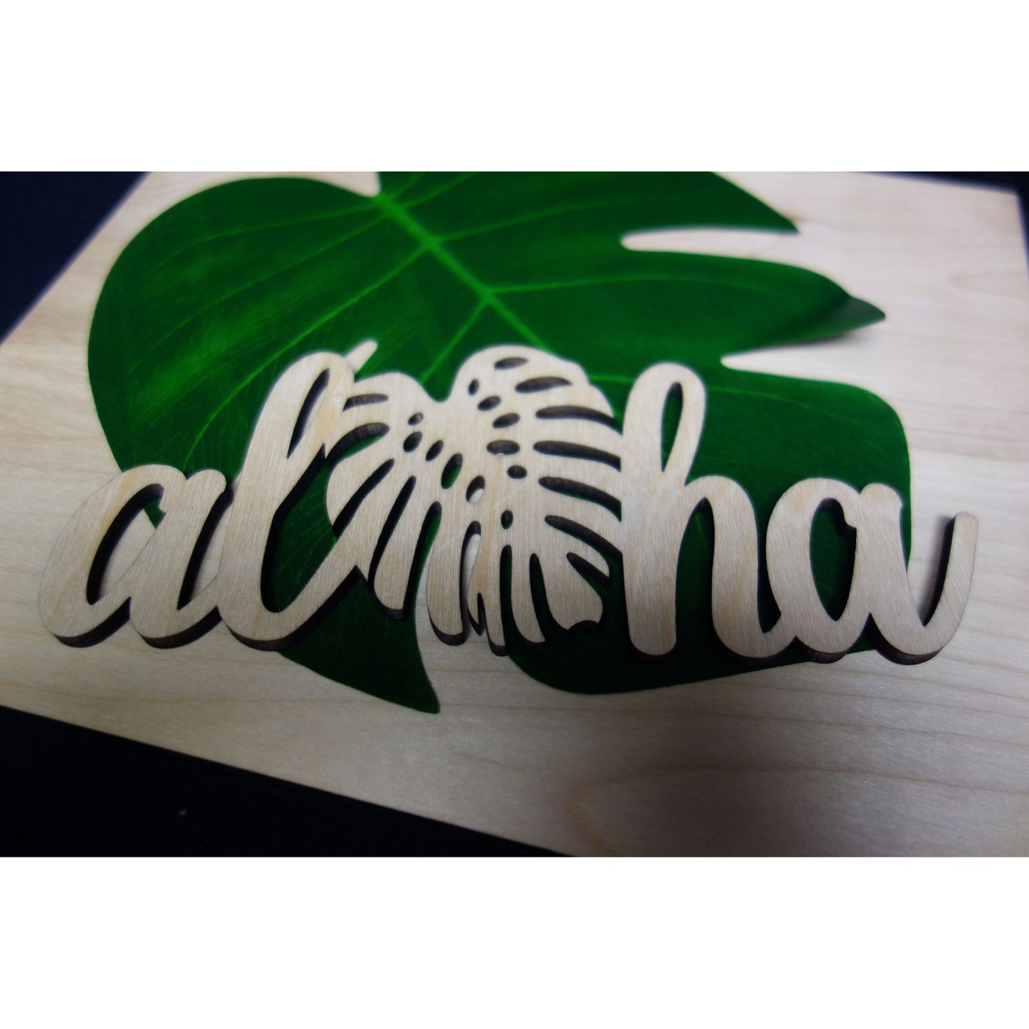 Monstera Variety Pack